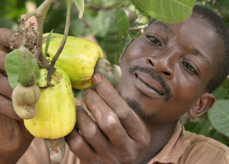 Un agriculteur récoltant des pommes de cajou