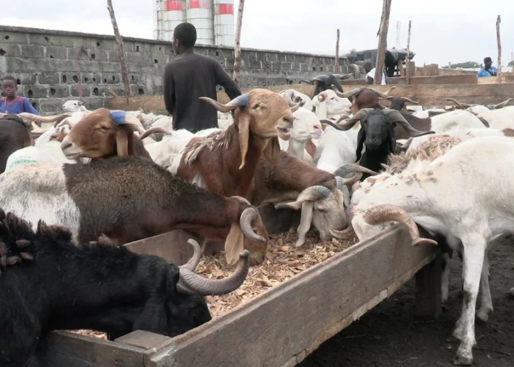 tabaski en côte d'ivoire