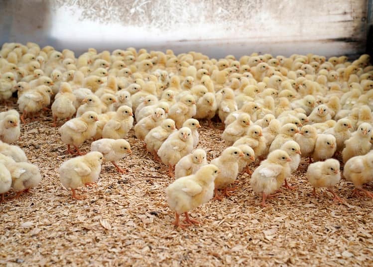 Des poussins dans une ferme