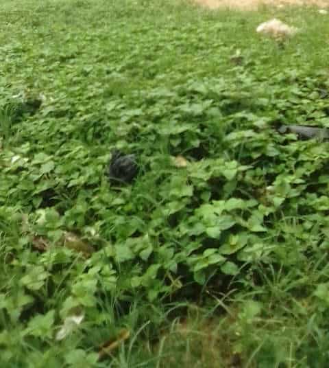 des riverains construisent des ponts de fortune à Port-Bouet2