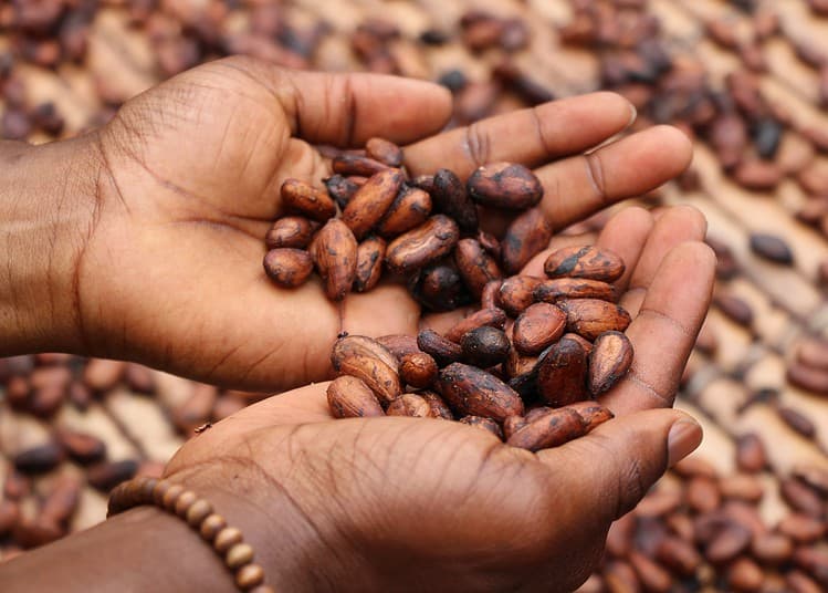 Personne tenant des fèves de cacao dans ses mains.
Photo de Etty Fidèle