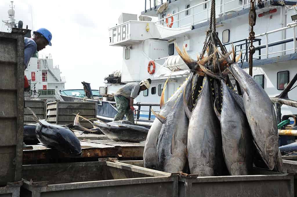 Poissons au Port Autonome d'Abidjan