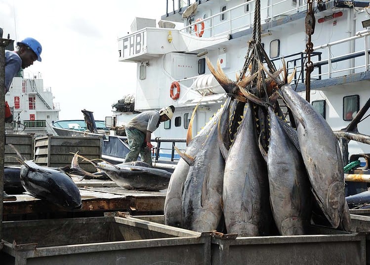Poissons au Port Autonome d'Abidjan