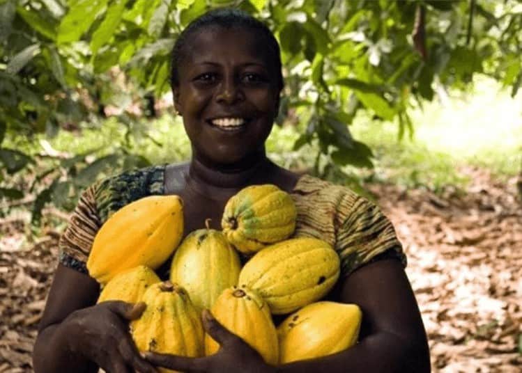 Secteur Agricole Côte d’Ivoire | Les clés du marché