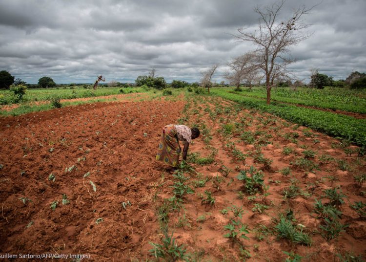 Small farmer and single mother Imelda Hicoombolwa removes weeds from her field in Kaumba on January 21, 2020. - Imelda Hicoombolwa is part of a program managed by the World Food Program (WFP) that consists of facilitating the adoption of climate-smart agriculture on how to efficiently grow crops after a severe drought affected the region last year. (Photo by Guillem Sartorio / AFP) (Photo by GUILLEM SARTORIO/AFP via Getty Images)