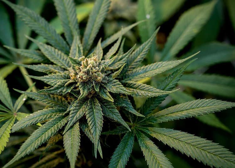 Flowering CBD cannabis plants are seen in a greenhouse at the CBD cannabis production company Phytocann near Ollon, western Switzerland on May 19, 2021. - France will allow products containing cannabidiol (CBD), the non-psychotropic molecule in cannabis that is said to have relaxing properties, but the sale of dried flowers and leaves will remain prohibited. (Photo by Fabrice COFFRINI / AFP)