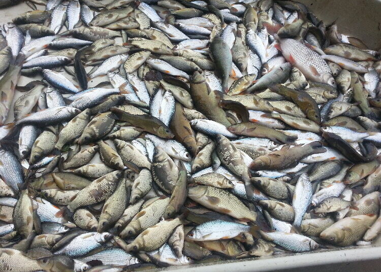 Haut-Sassandra : des poissons d’étangs piscicoles exposés à des contaminants