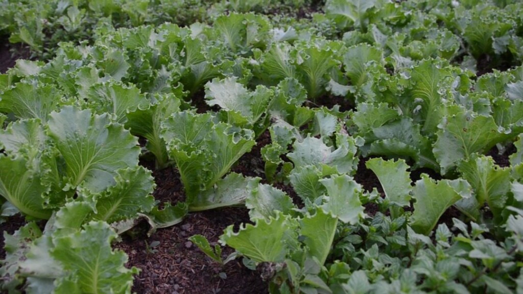 Laitues urbaines en Côte d’Ivoire : une contamination alarmante révélée par une thèse universitaire