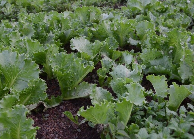 Laitues urbaines en Côte d’Ivoire : une contamination alarmante révélée par une thèse universitaire